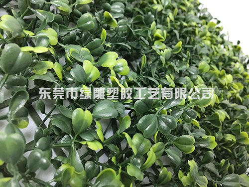米兰草