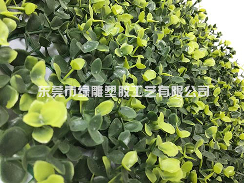 小金钱（绿色）