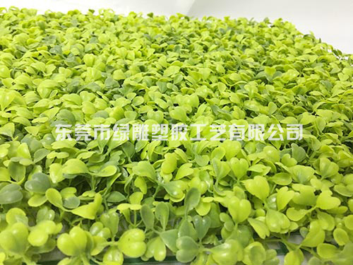 米兰草皮（青绿）