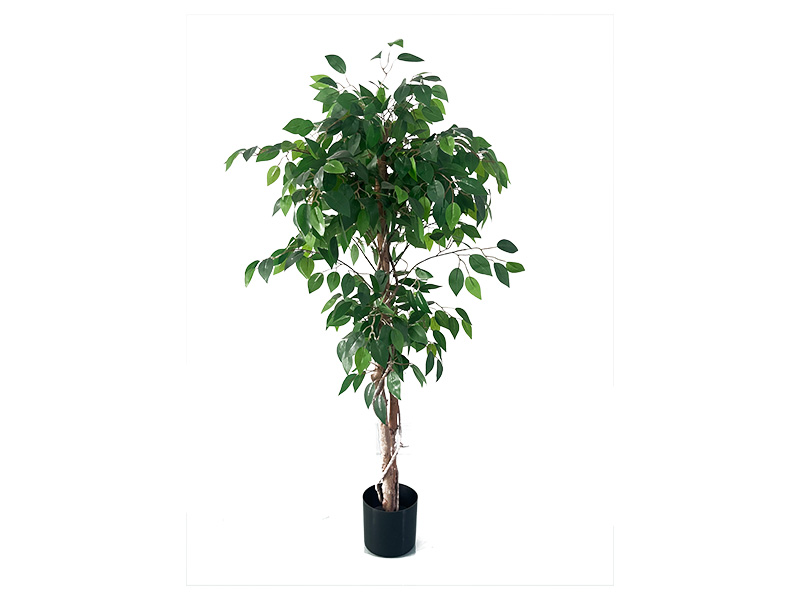 橄榄树