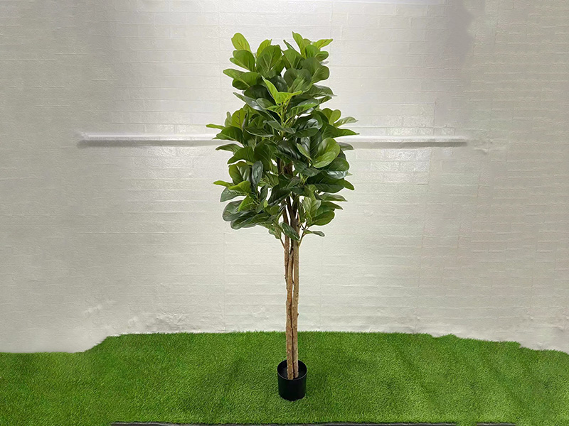 琴叶榕